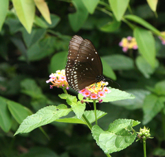 Euploea core godartii