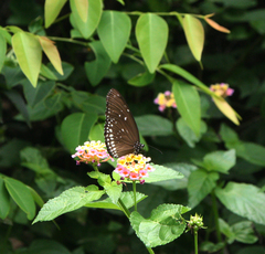 Euploea core godartii