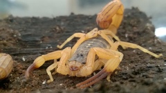 Tityus serrulatus