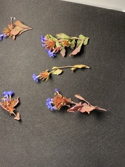 Ceratostigma plumbaginoides