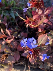 Ceratostigma plumbaginoides