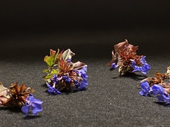 Ceratostigma plumbaginoides