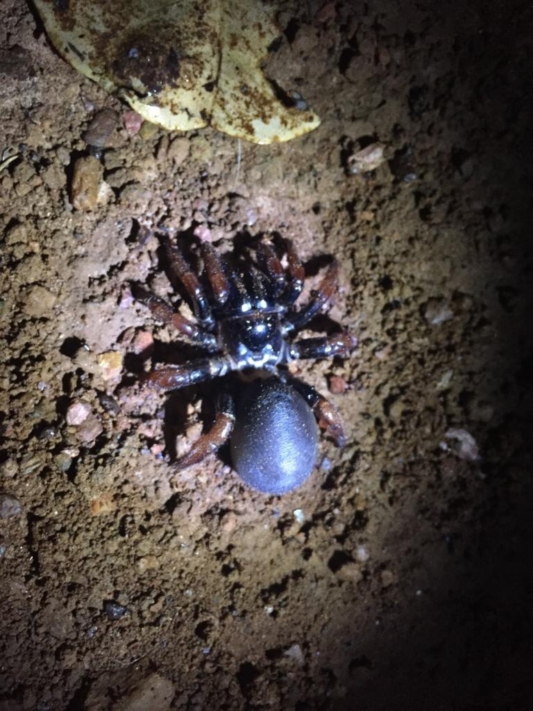 Actinopus rufipes