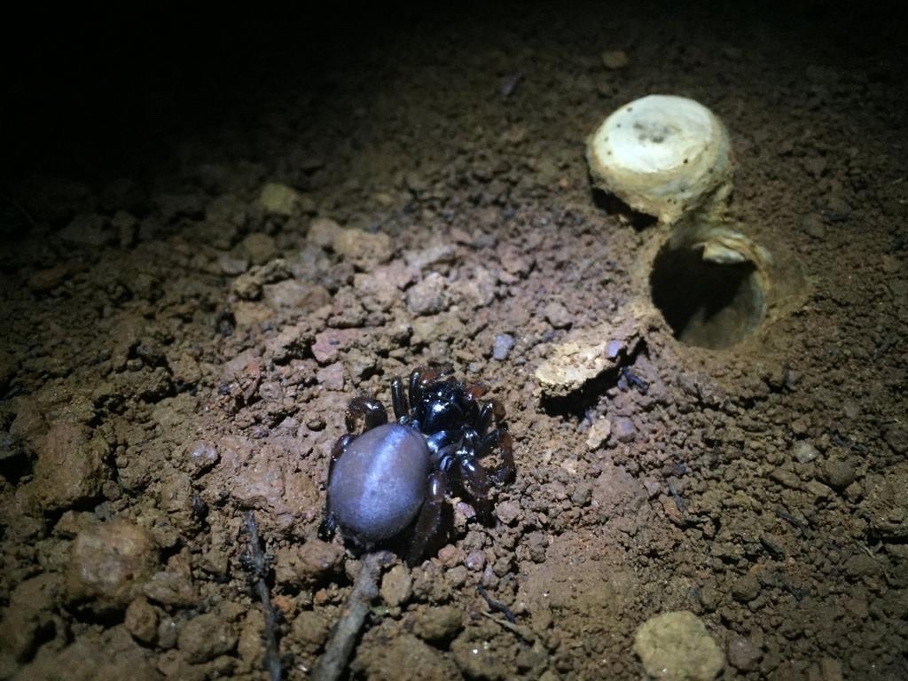 Actinopus rufipes (Lucas, 1834)