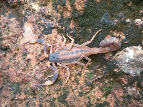 Tityus fasciolatus photo 4