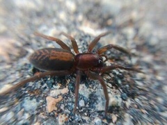 Teminius insularis