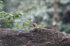 Chamaetylas choloensis