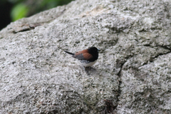 Spermestes bicolor nigriceps