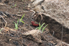 Lagonosticta rhodopareia