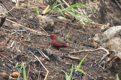 Lagonosticta rhodopareia