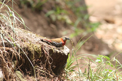 Hypargos niveoguttatus