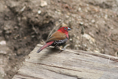 Hypargos niveoguttatus