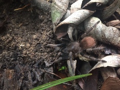 Proshapalopus multicuspidatus