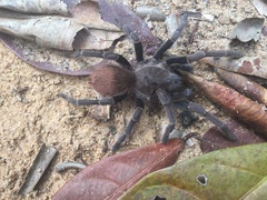 Proshapalopus multicuspidatus