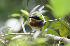 Batis dimorpha dimorpha