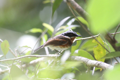 Batis dimorpha dimorpha