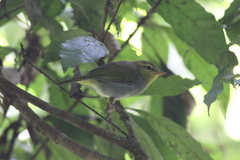 Phylloscopus ruficapilla