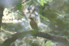 Chamaetylas choloensis