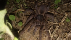Acanthoscurria natalensis