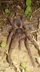 Acanthoscurria natalensis