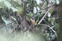 Telophorus olivaceus