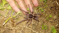 Acanthoscurria natalensis