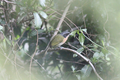 Telophorus olivaceus