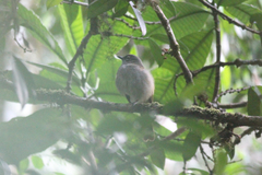 Arizelocichla fusciceps