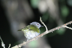 Arizelocichla fusciceps