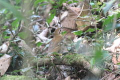 Geokichla guttata