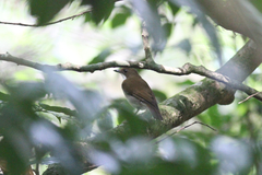 Chamaetylas choloensis