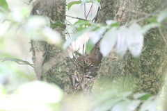 Geokichla guttata