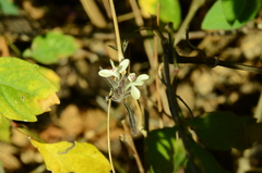 Tetramerium