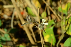 Tetramerium