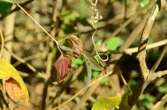 Tetramerium