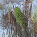 Eastern Ground Parrot - Photo (c) tas47, some rights reserved (CC BY-NC)