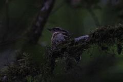 Batis dimorpha dimorpha