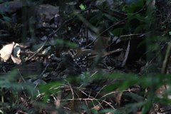 Geokichla guttata