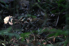 Geokichla guttata