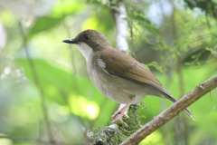 Chamaetylas choloensis