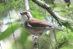 Chamaetylas choloensis