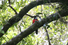Apaloderma vittatum