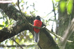 Apaloderma vittatum
