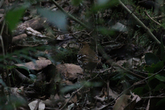 Geokichla guttata