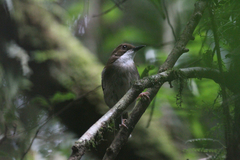 Chamaetylas choloensis