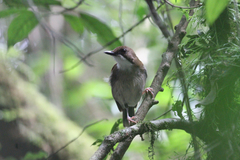 Chamaetylas choloensis