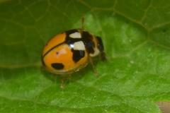 Propylea dissecta