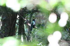 Apaloderma vittatum