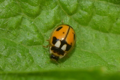 Propylea dissecta