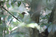 Geokichla guttata